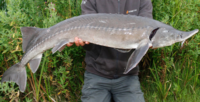 Шивэр хилэм (Siberian Sturgeon)